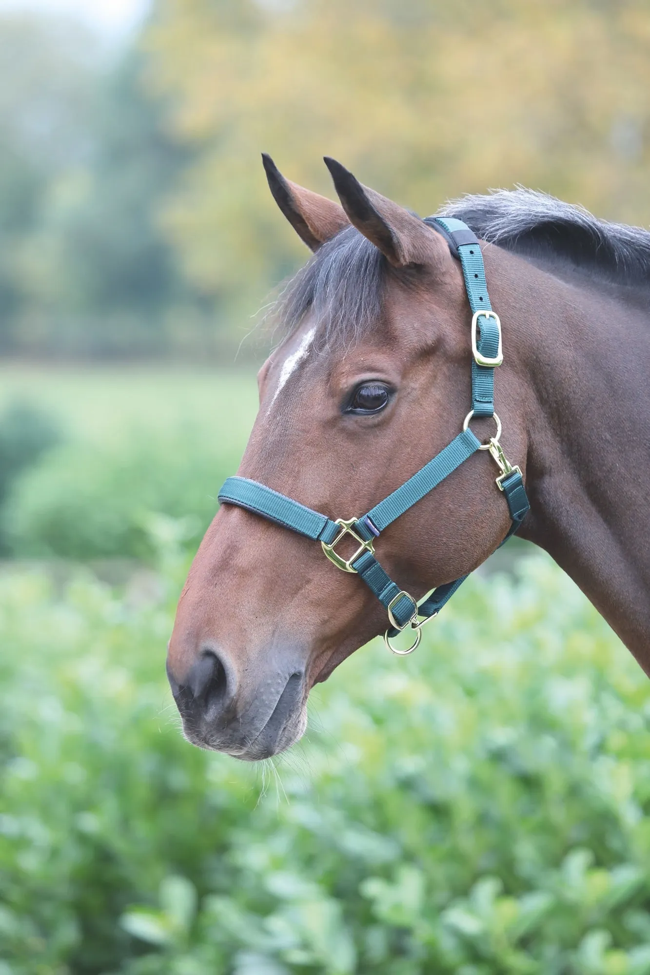 Topaz Nylon Headcollar