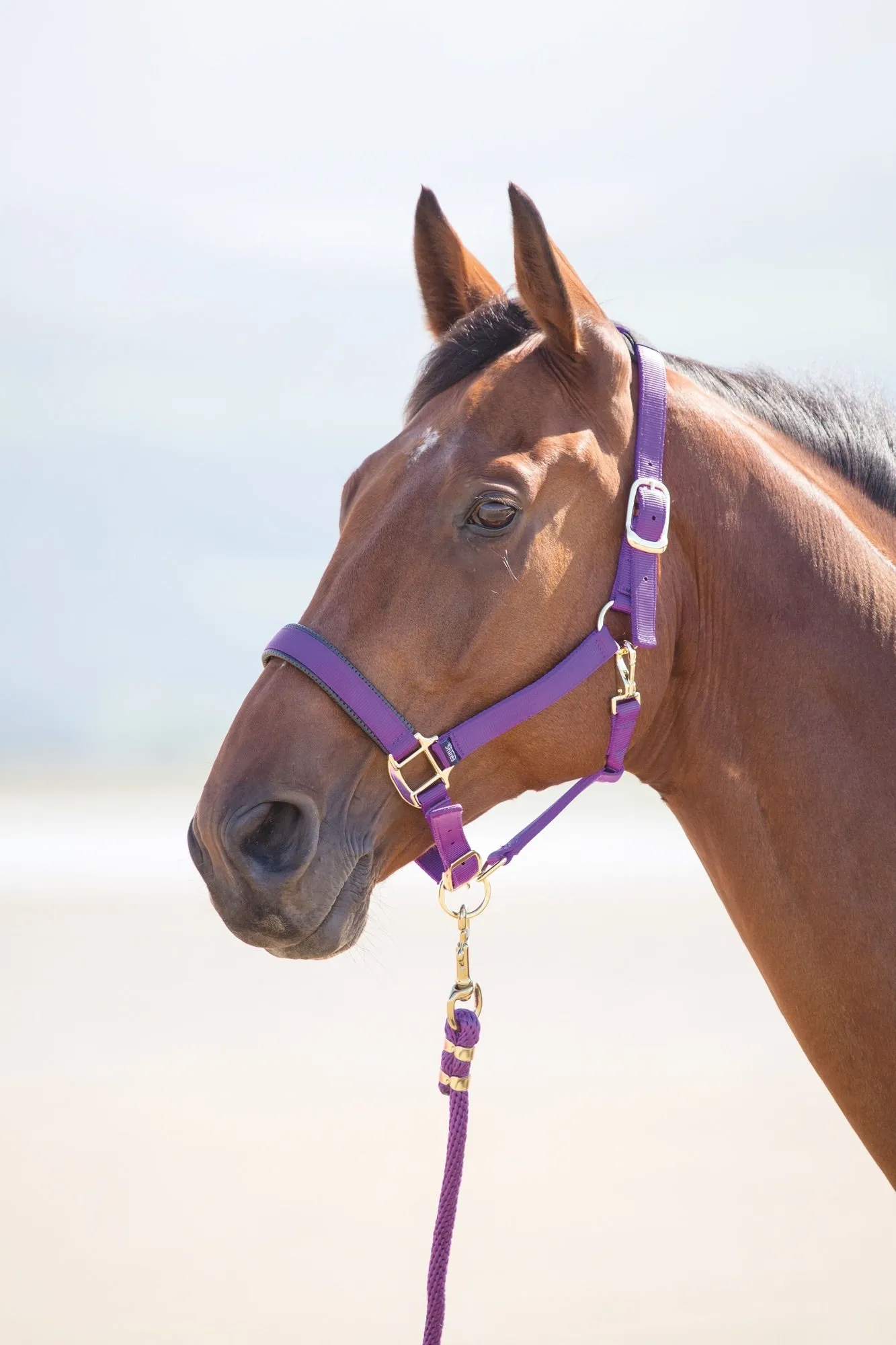 Topaz Nylon Headcollar