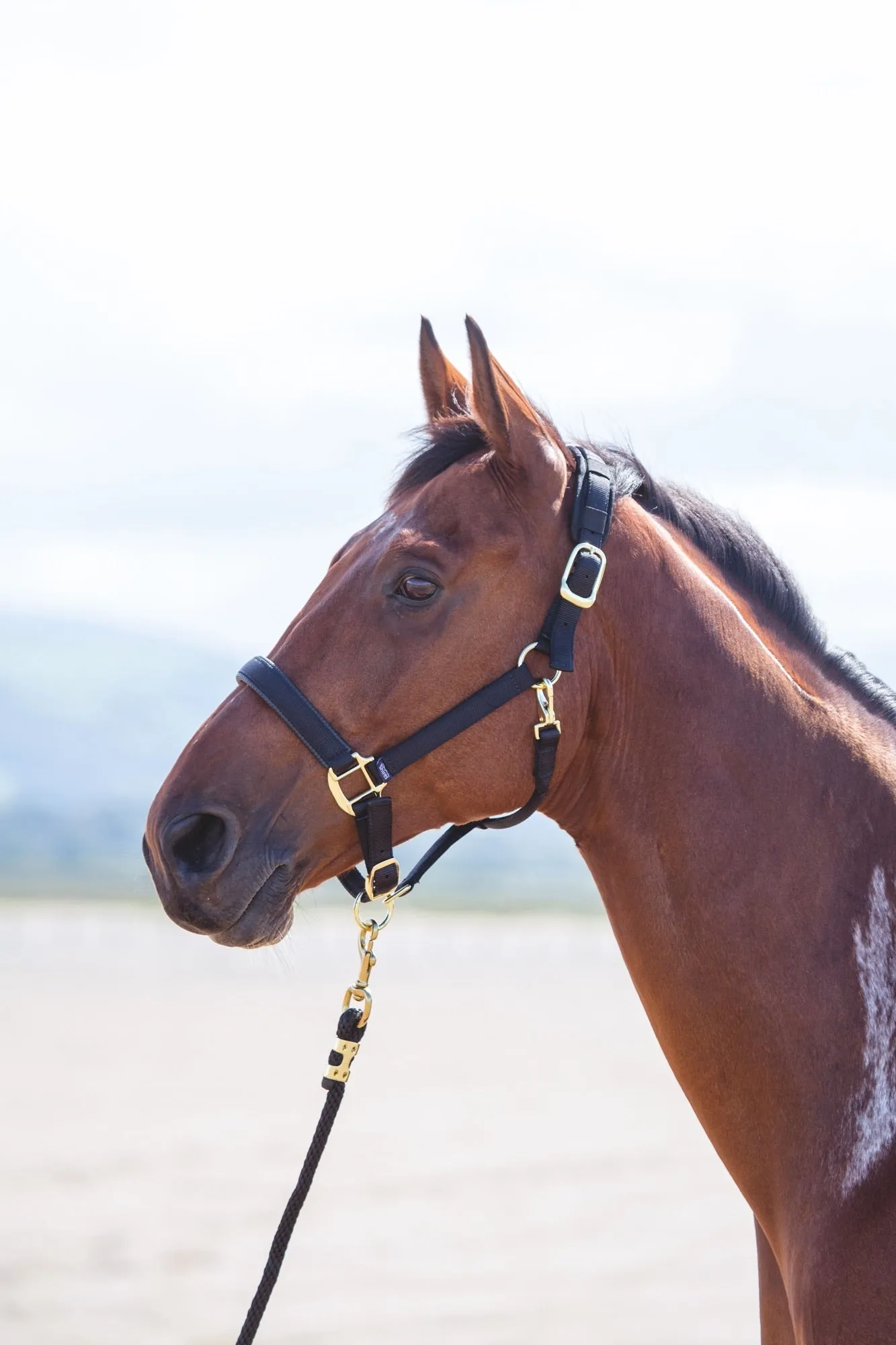 Topaz Nylon Headcollar