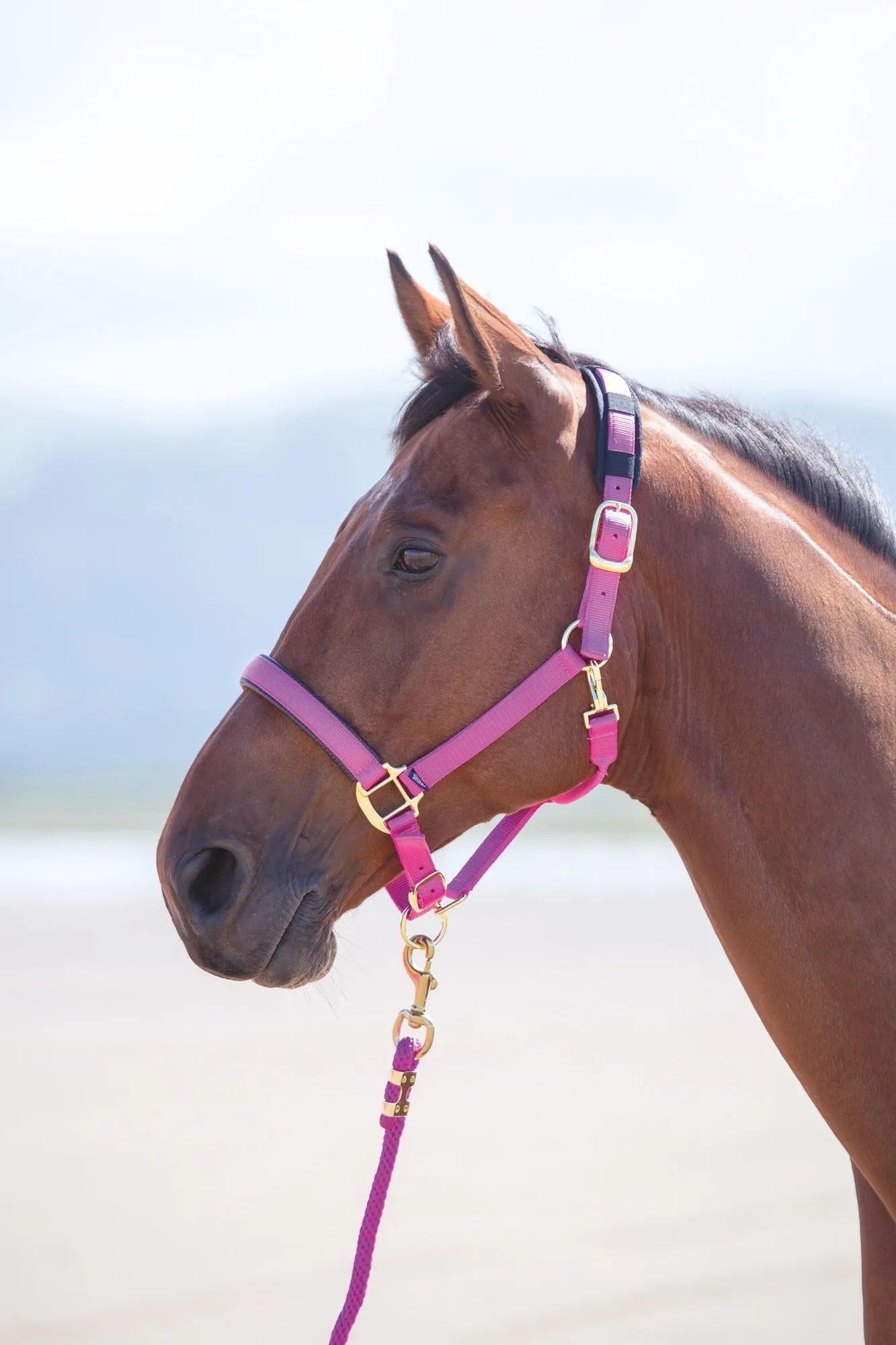 Topaz Nylon Headcollar