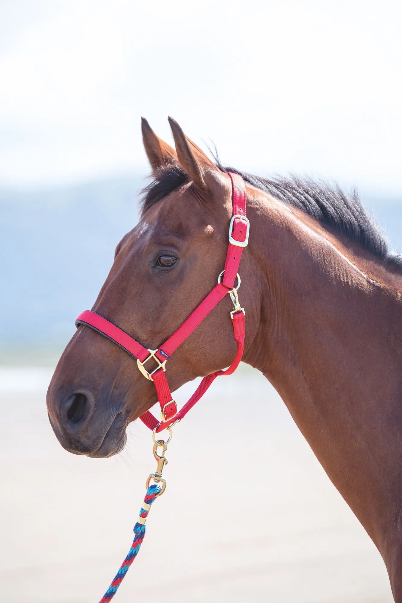 Topaz Nylon Headcollar