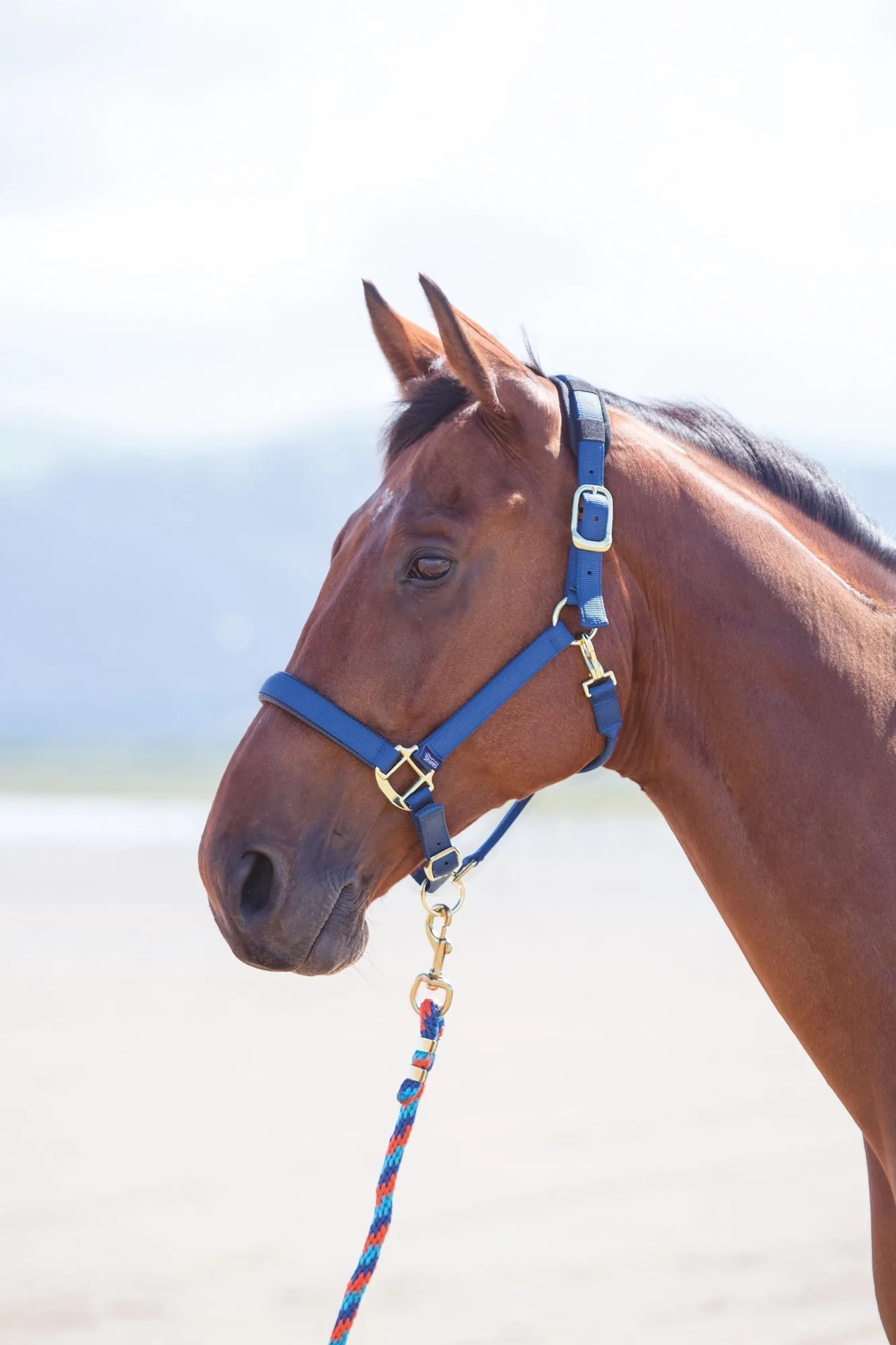 Topaz Nylon Headcollar